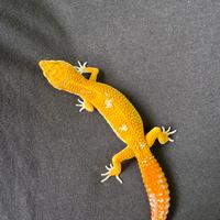 Gechi leopardini tremper blood e red diamond