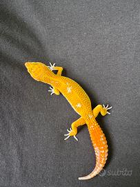 Gechi leopardini tremper blood e red diamond