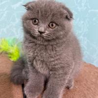 Scottish Fold manto Blu