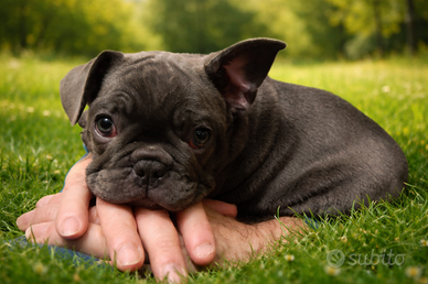 Vendita bouldog Francese BLU