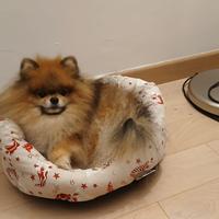 Spitz di pomerania per monta
