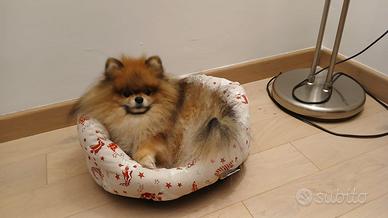 Spitz di pomerania per monta