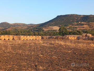 Balloni e ballette paglia di frumento duro