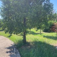 🍊  10 Alberi Antichi di Arancio Taro