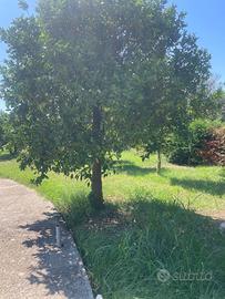 🍊  10 Alberi Antichi di Arancio Taro