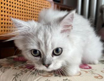 Persiano Silver Shedad