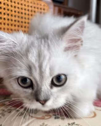 Persiano Silver Shedad