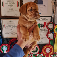 Disponibili cuccioli Dogue de Bordeaux