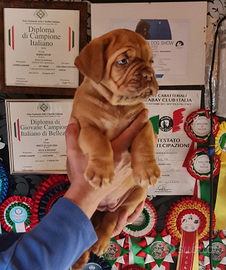 Disponibili cuccioli Dogue de Bordeaux