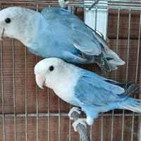 Coppia Inseparabili Roseicollis Pale Fallow