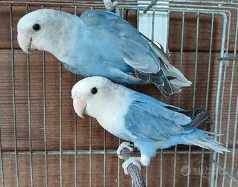 Coppia Inseparabili Roseicollis Pale Fallow