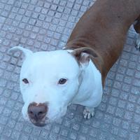 Rinuncia di proprietà a Settimo San Pietro