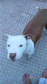 Rinuncia di proprietà a Settimo San Pietro