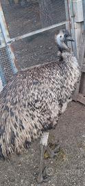 Emu maschio