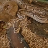 Teca gabbia pitone reale