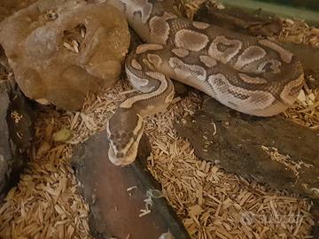 Teca gabbia pitone reale