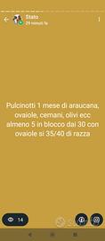 Avicoli