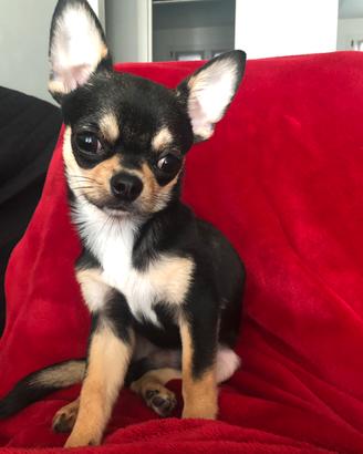 Chihuahua per MONTA