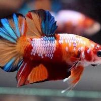 Pesci