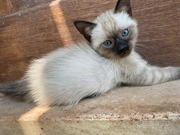 Siamesi cuccioli