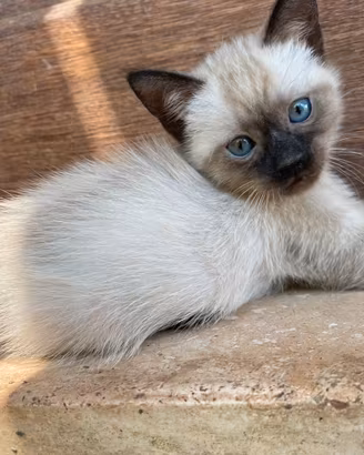 Siamesi cuccioli