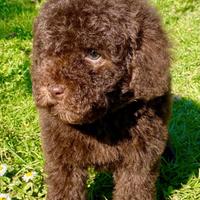 Cucciolo di barboncino nano