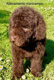 Cucciolo di barboncino nano