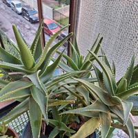 Aloe senza vaso