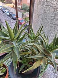 Aloe senza vaso