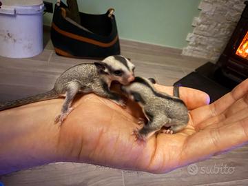 Petauro dello zucchero