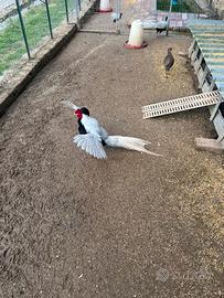 Coppia fagiano argentato