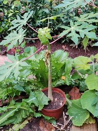 Piante di Papaya 