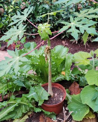 Piante di Papaya 