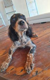 Setter tricolore femmina