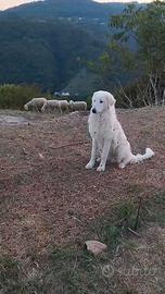 cane maremano  