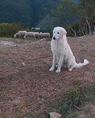 cane maremano  