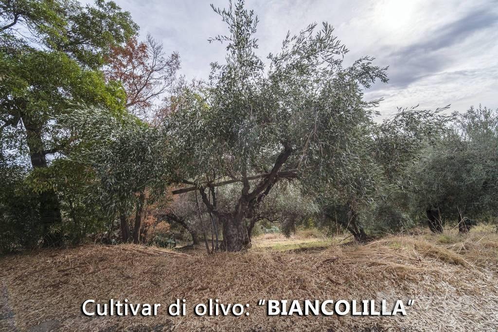 Terreno di 137580 m² a Furnari - Vista 4