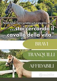 Cavallo