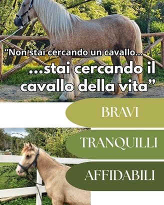 Cavallo