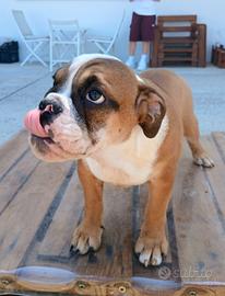 Bulldog Inglese  ultimo maschietto disponibile 