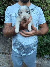 Cucciolo pastore australiano con pedigree