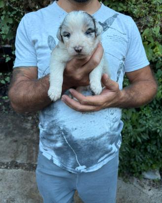 Cucciolo pastore australiano con pedigree