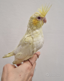 Calopsite pulli o già allevati a mano