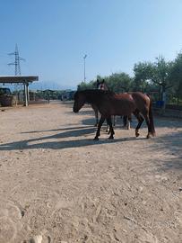 Cavalli