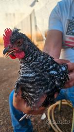 Galletto per gallina