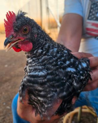 Galletto per gallina