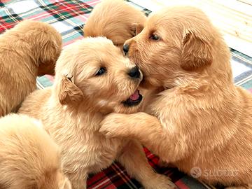 Golden Retriever Americano cucciolata del 16 Sett