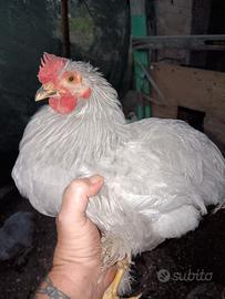 Galletti