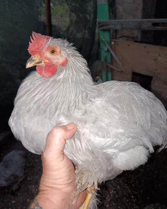 Galletti