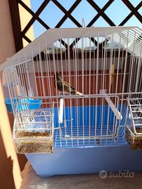 Canarino con gabbia